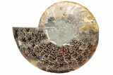 Cut & Polished Ammonite Fossil (Half) - Madagascar #233659-1